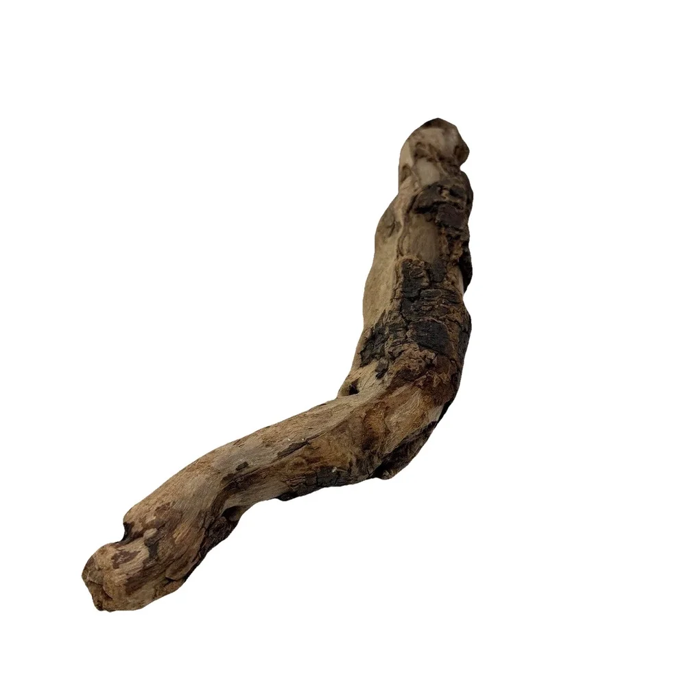 Curved California Coast Driftwood Branch – Sinuous Form 19” Natural Wood